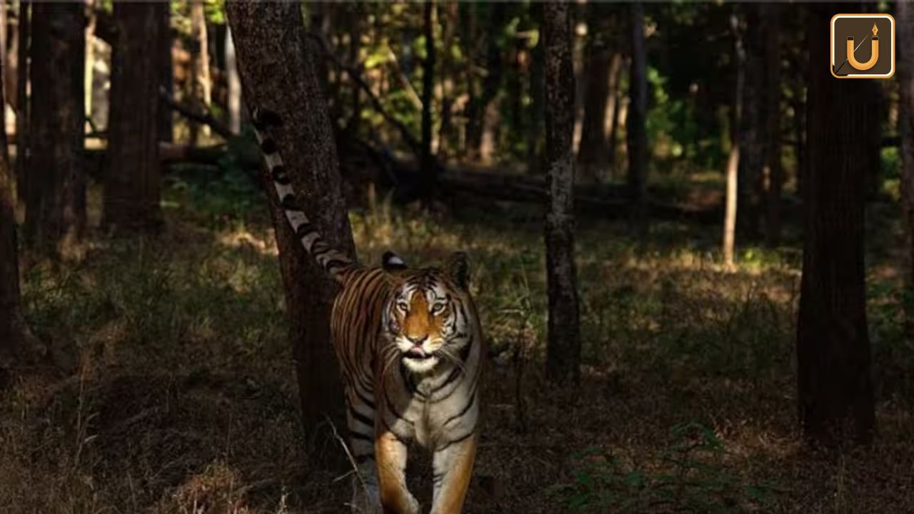 Usthadian Academy / Maharashtra’s Pench Tiger Reserve Achieves Milestone As India’s First Dark Sky Park